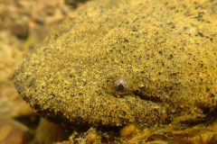 Small image of A closeup on the face of a hellbender that is largely orange-tan with speckles of dark gray. Its eyes are gold around the pupil. Its background is blurred, but indicates rocks and vegetation in similar shades of orange and tan.