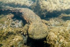 Small image of A hellbender on the bottom of a body of water with submerged vegetation of a similar shade of brown and texture as the hellbender. Its toes are white and it has darker spots scattered over its body. Along its sides are ruffle-like folds.