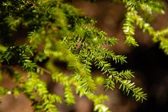 Small image of A closeup of short, flat eastern hemlock needles, which are bright green and rounded at their tip.