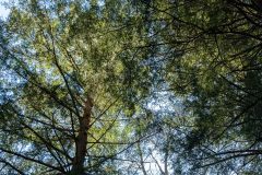 Small image of An upwards view of two tall eastern hemlocks, with thick trunks and long branches.