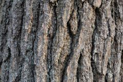 Small image of A closeup of thick, brown eastern hemlock bark.