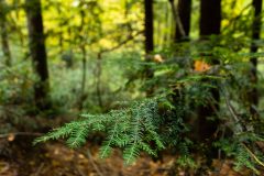 Small image of A closeup of short, flat eastern hemlock needles, which are bright green and rounded at their tip.