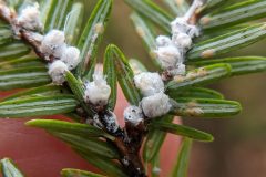 Small image of A closeup of an eastern hemlock branch that is hosting close to a dozen hemlock woolly adelgids, which resemble small white cotton balls.