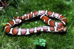 Small image of A young eastern milksnake, slightly coiled, on a mossy surface. Its base color is cream with larger spots of bright red covering most of its body.