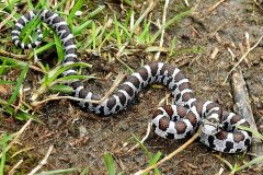 Small image of An eastern milksnake on a muddy shore with some leafy vegetation. This one is cream with large dark brown spots.