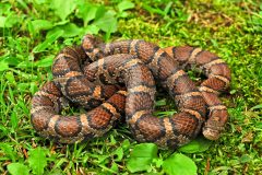 Small image of A coiled eastern milksnake with a tan base color in stripes divided by larger, oblong spots of brown. The tan stripes have some reddish coloration in places.