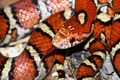 Small image of A closeup on a coiled eastern milksnake with its forked tongue sticking out. The marking on the back of its head has a black outline around each half of a white splotch, mimicking the shape of a V but with the halves unconnected.  Its tongue is dark red and its eye is a brighter red. The snake's body is predominantly red with the base color of cream in horizontal stripes that are outlined in black, as well as white spots outlined in black on its head.