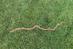 Small image of An eastern milksnake moving across a grassy field, stretched out to its full length. Its base is cream with tan as the contrasting spot color.