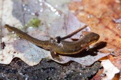 Small image of An eastern newt in larval stage, olive green with dull orange spots (outlined in black) and a long tail. It is slippery in texture and standing on fallen leaves. There are black speckles along its sides and its belly is lighter in color.