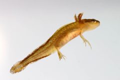 Small image of A profile view of a larval eastern newt that has grown tiny legs and feet. It has lots of tiny speckles on it's olive-yellow body.