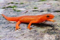 Small image of A red eft on a large, wet rock. The pupil in its eye appears elongated in a horizontal stripe and the iris is orange. It has a few black speckles.