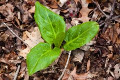 Small image of Bright green skunk cabbage leaves, wet with recent rain, grow near the forest floor.