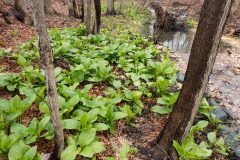 Small image of A thick patch of eastern skunk cabbage grows at the edge of a shallow, wooded creek.