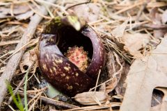 Small image of A purple and green eastern skunk cabbage spathe emerging from the forest floor, and surrounding a knob-like spadix that resembles a small pineapple stuck all over with cloves.