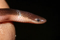 Small image of A closeup on the head of an eastern worm snake, held by a human. It has dark eyes.