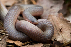 Small image of A coiled eastern worm snake in the leaf litter. It has dark eyes.