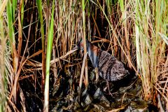 Small image of An eastern black rail retreats into a clump of marshgrass at night, a spotlight illuminating the bird and showing its red eye, gray head and chest, and white speckled wing feathers.