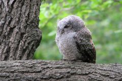 Small image of A young, fluffy eastern screech-owl perches on a tree branch.