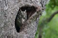 Small image of A gray eastern screech-owl, eyes partially closed, sits in the natural hollow of a tree.