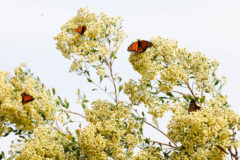 Small image of Cream colored flowers bloom on a shrub and are visited by four monarch butterflies.