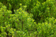 Small image of Green dense shrubs fill the frame.