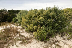 Small image of An Eastern baccharis shrub grows from sand on a dune.
