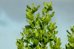 Small image of The top of an Eastern baccharis shrub displays its alternating leaf pattern.