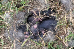 Small image of A litter of young Eastern cottontails is asleep in a nest made of dried grasses and fur, their eyes still closed and their dark bodies not yet covered in fur.