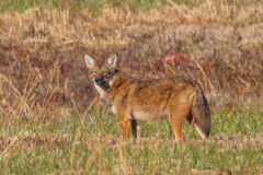 Small image of An Eastern coyote with reddish fur, large, pointy ears and a bushy, black-tipped tail stands in a grassy meadow.