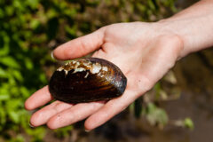 Small image of A hand holds the brown shell of an eastern elliptio.