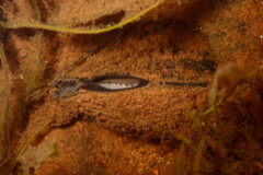 Small image of An eastern elliptio rests on the bottom of a waterway, its shell slightly open to reveal the light-colored mussel inside.