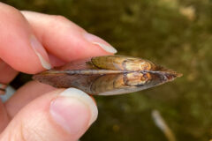 Small image of A thumb and two fingers hold the brown shell of an eastern elliptio.