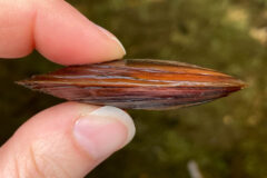 Small image of A thumb and forefinger hold the brown shell of an eastern elliptio.