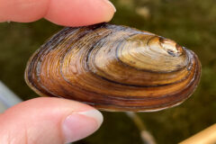 Small image of A thumb and forefinger hold the brown shell of an eastern elliptio.