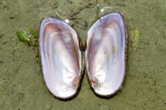 Small image of The former shell of an eastern elliptio rests on the sandy bottom of a waterway, open to reveal a purplish-white interior.