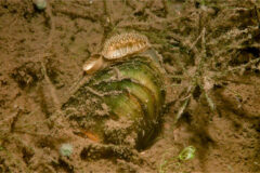 Small image of An eastern floater rests on the bottom of a waterway, its shell slightly open to reveal the mussel inside.