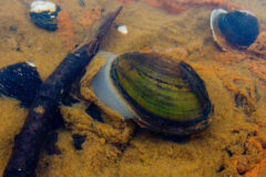 Small image of Two eastern floaters rest on the bottom of a waterway, their shells slightly open as white sperm floats out into the water column.