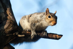 Small image of An Eastern gray squirrel sits on a small branch, revealing its white belly to the photographer below.