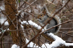 Small image of An Eastern gray squirrel sits on a snow-covered branch, holding a morsel of food to its mouth and keeping its bushy tail pressed close against its back.