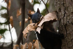 Small image of An Eastern gray squirrel with black fur clings to the trunk of a tree, holding dead leaves in its mouth.