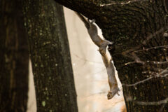 Small image of Two Eastern gray squirrels climb down a tree trunk.