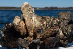 Small image of A clump of more than a dozen eastern oysters, interspersed with hooked mussels, rests on the gunnel of a boat.