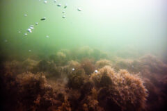 Small image of An underwater view of an oyster reef, where eastern oysters, ghost anemones and other invertebrates are growing in greenish water.