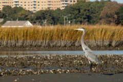 Small image of A great blue heron stands on a muddy flat next to a large oyster reef, exposed to the air by receding tide.