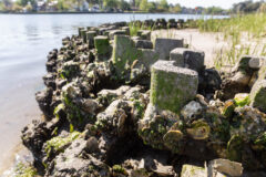 Small image of Interlocking concrete blocks placed along a sandy shoreline have become home to esatern oysters, hooked mussels and other invertebrates.