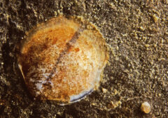 Small image of A juvenile oyster rests on the bottom of a waterway.