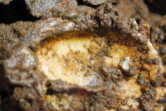 Small image of Hundreds of round golden fish eggs are attached to the muddy shell of an eastern oyster.