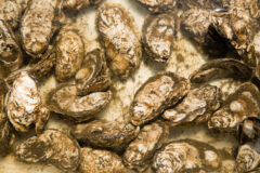 Small image of More than a dozen eastern oysters rest at the bottom of a clear tank.
