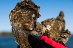 Small image of A gloved human hand holds an eastern oyster on whose shell a younger oyster is growing.
