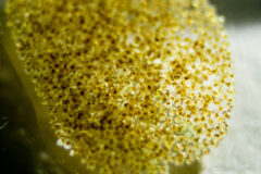 Small image of A magnified view of hundreds of golden-yellow baby oysters.